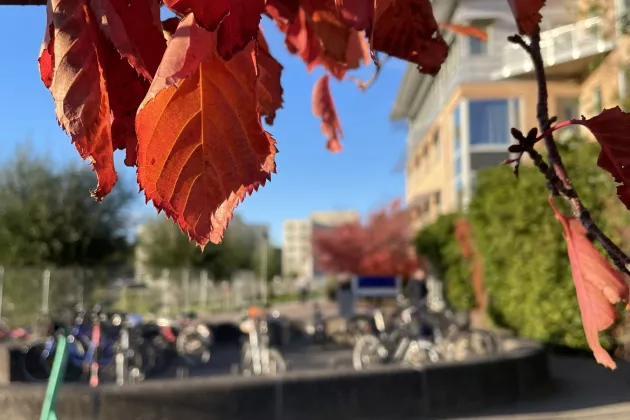 Leaves by the Alfa building