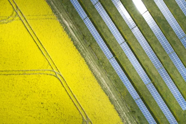 Field and solar panels