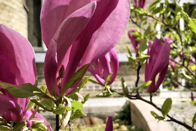 Purple magnolia in sunlight. 