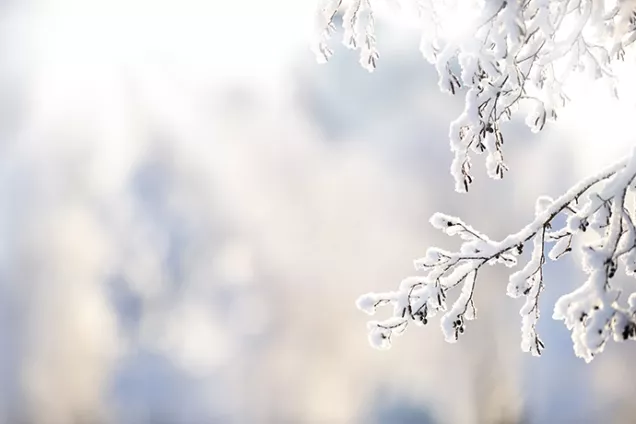 Snow on tree branch in close up. Photo